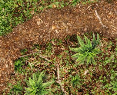 Battle Mat - Redwood Conflict (Perfect for Endor)