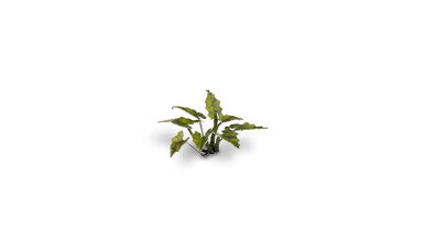 Gamers Grass Laser Plants - Lords-and-Ladies