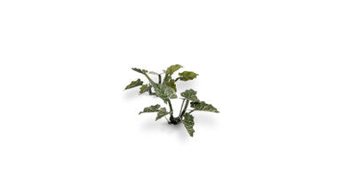 Gamers Grass Laser Plants - Lords-and-Ladies