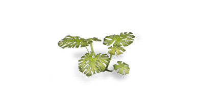 Gamers Grass Laser Plants - Monstera