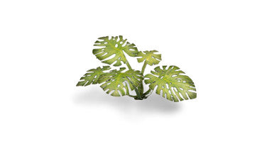 Gamers Grass Laser Plants - Monstera