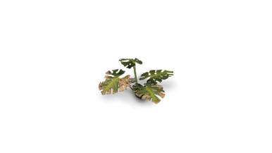 Gamers Grass Laser Plants - Monstera