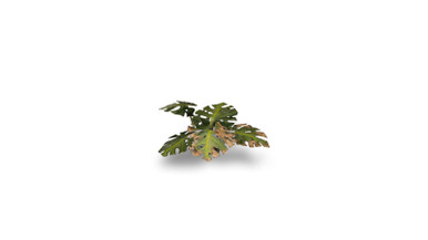 Gamers Grass Laser Plants - Monstera