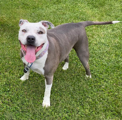 Dogs - Nora - 28mm (SLA001)